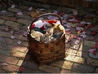 经营模拟新游《宠物旅馆》公开 上架Steam发售日期未定